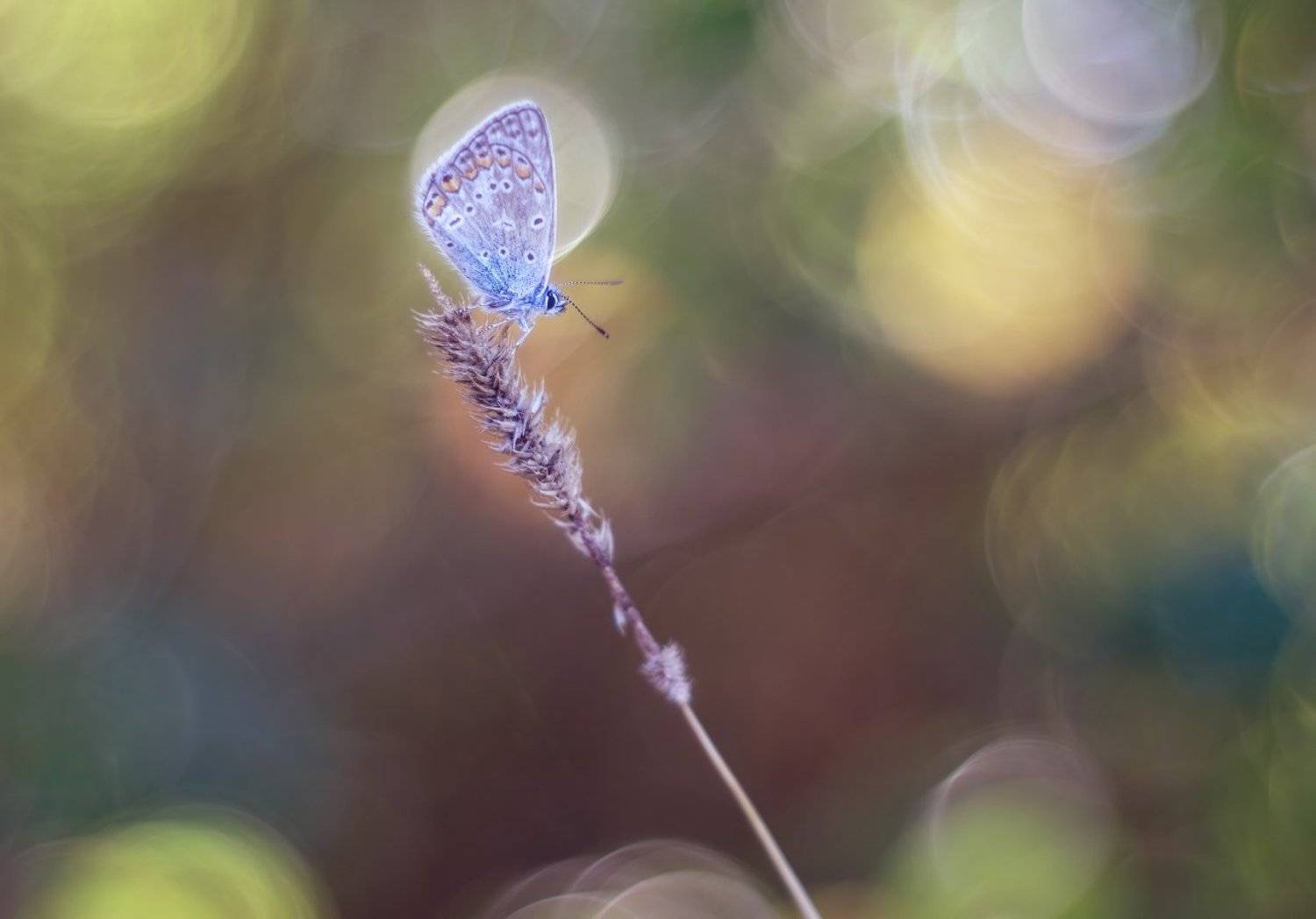 , Чепленко Алексей