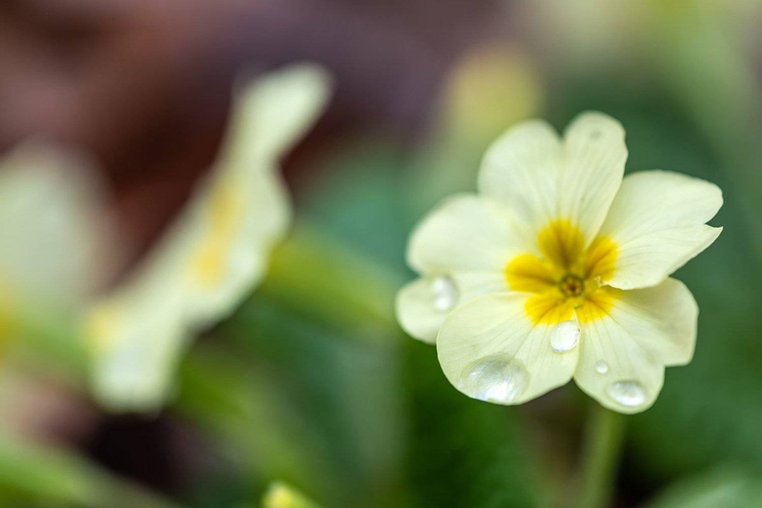 , Александр Земляной