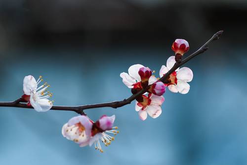 Spring has the same beauty in every year