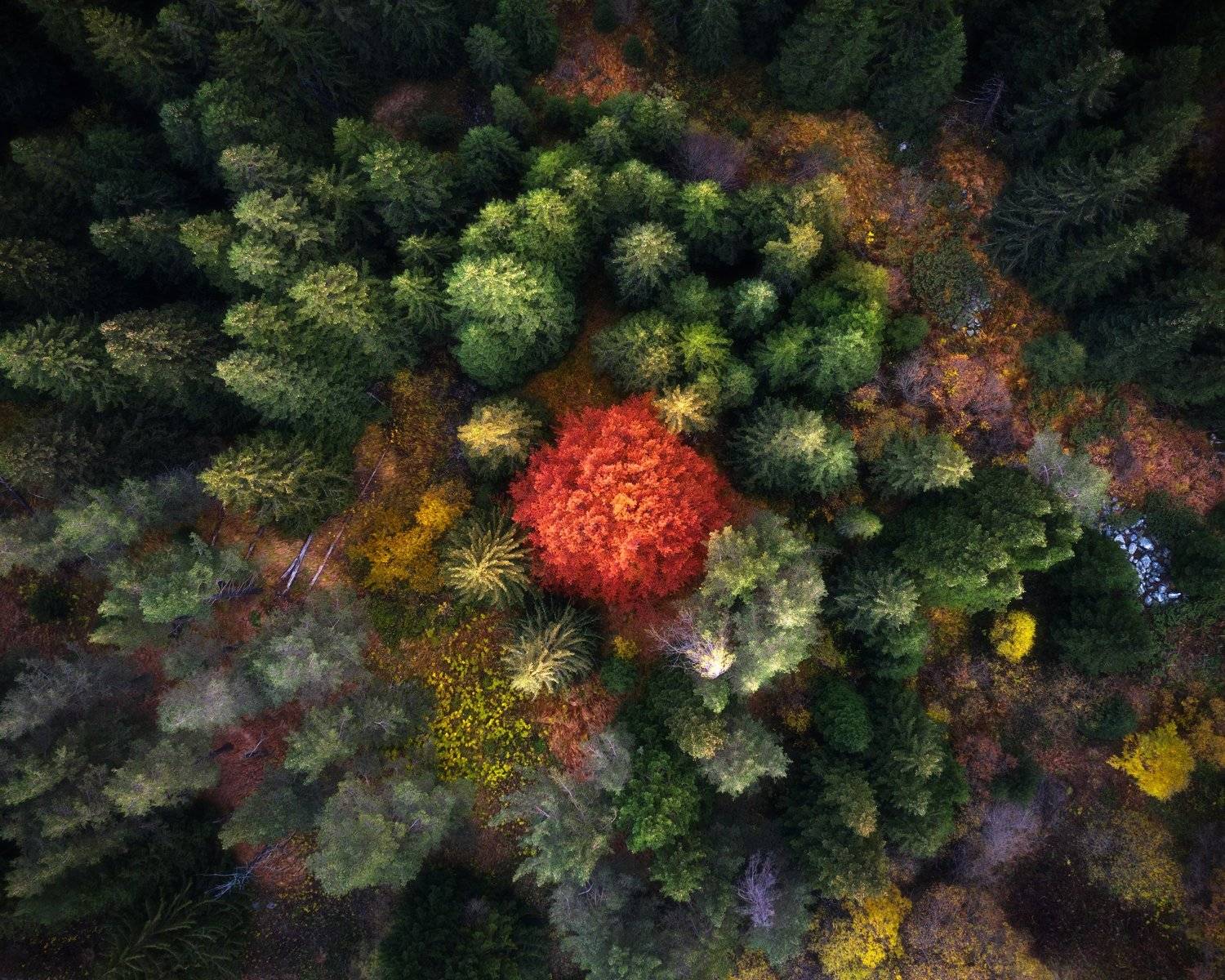 , Radoslav Sviretsov