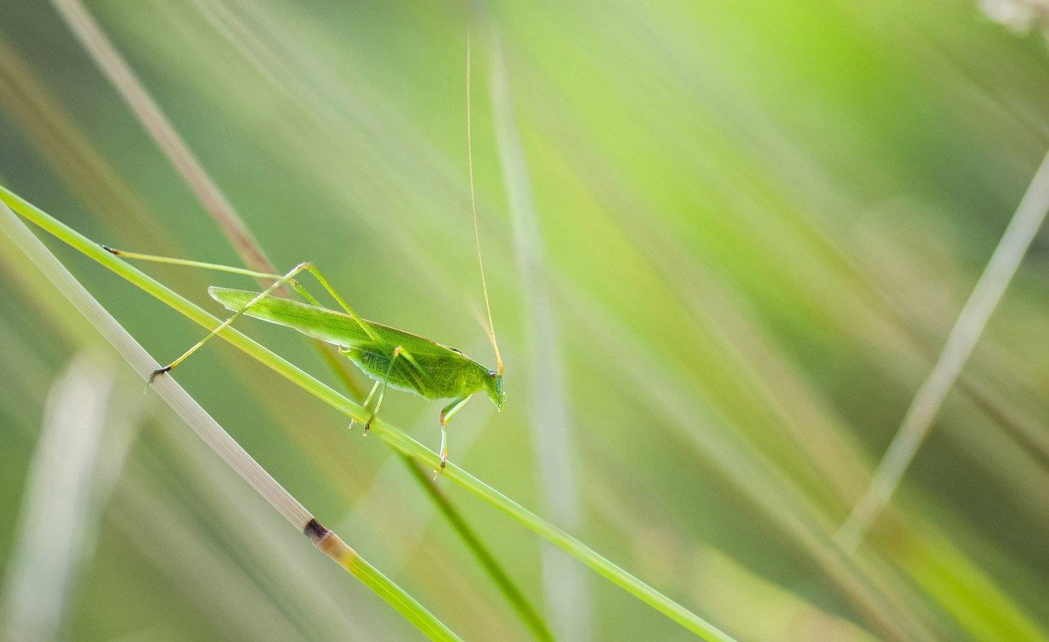 макро, природа, насекомое, макрофото, зеленый, green, macro, insect, nature, Даркина Дарья