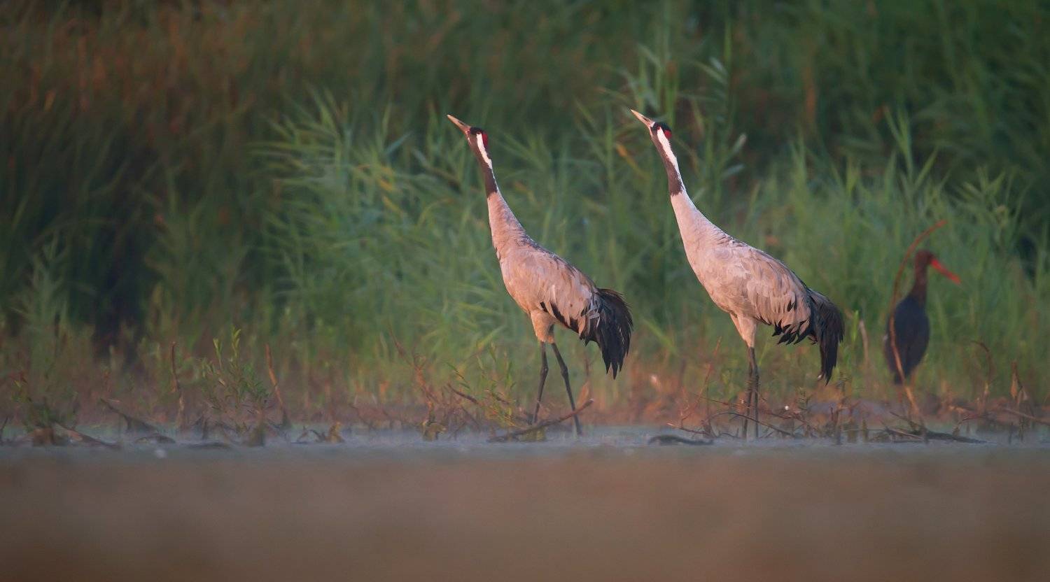 , Grzegorz Dąbrowski