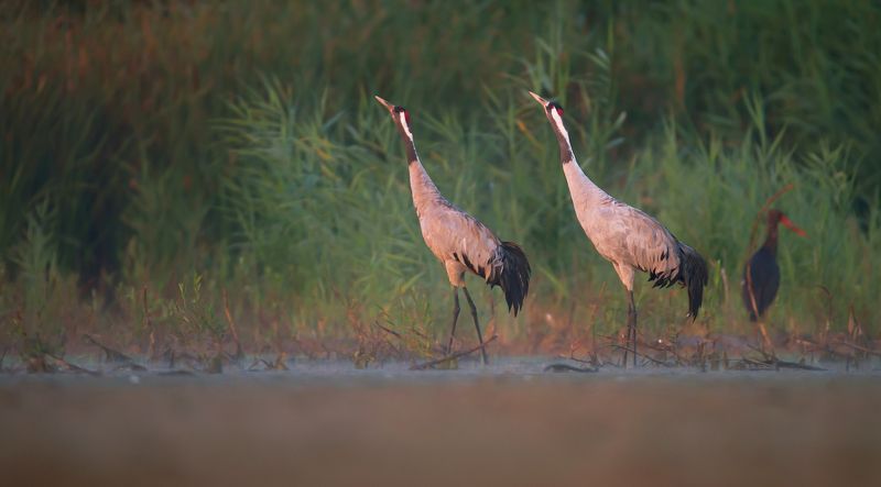 synchronicznie фото превью