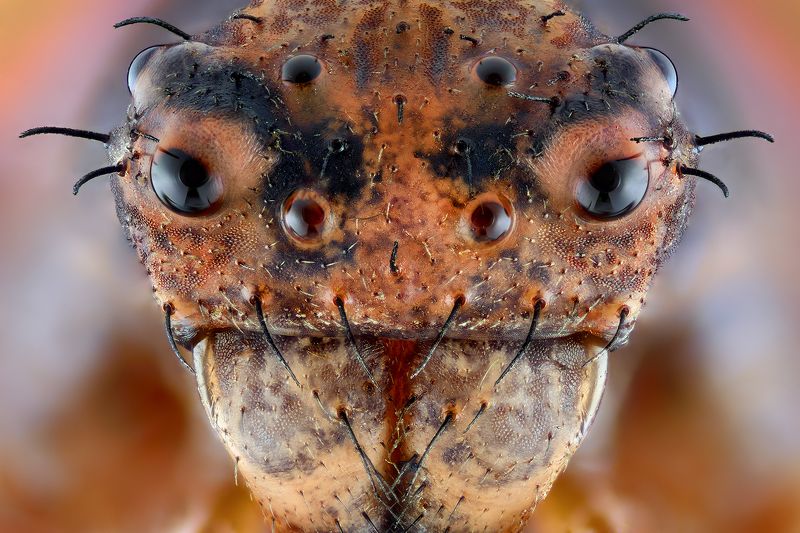 irass, waledzik, nat geo, olympus, close up, macro, extreme macro, spider, makpo Bad Boy. фото превью