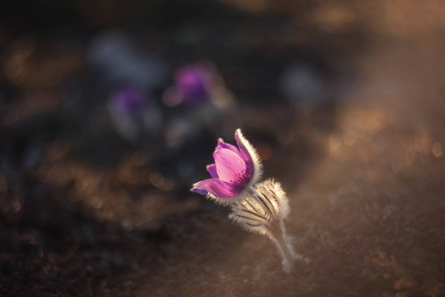 сон-трава, прострел, весна, первоцветы, макро, боке, цветы, крым, Екатерина Дмитренко