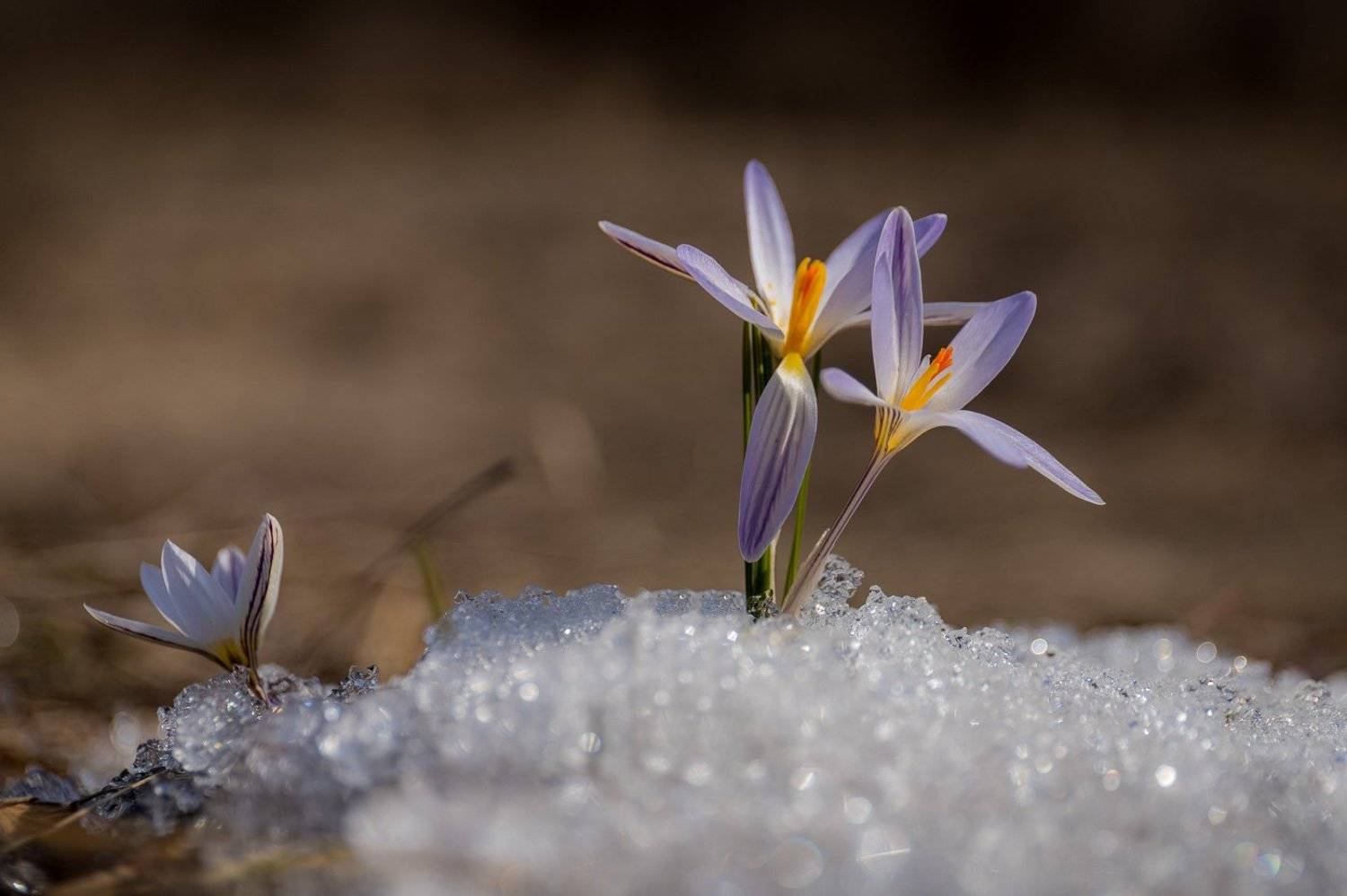 шафран, крокус, первоцветы, цветы, flowers, primulas, cr&oacute;cus reticul&aacute;tus, Алексей Юденков