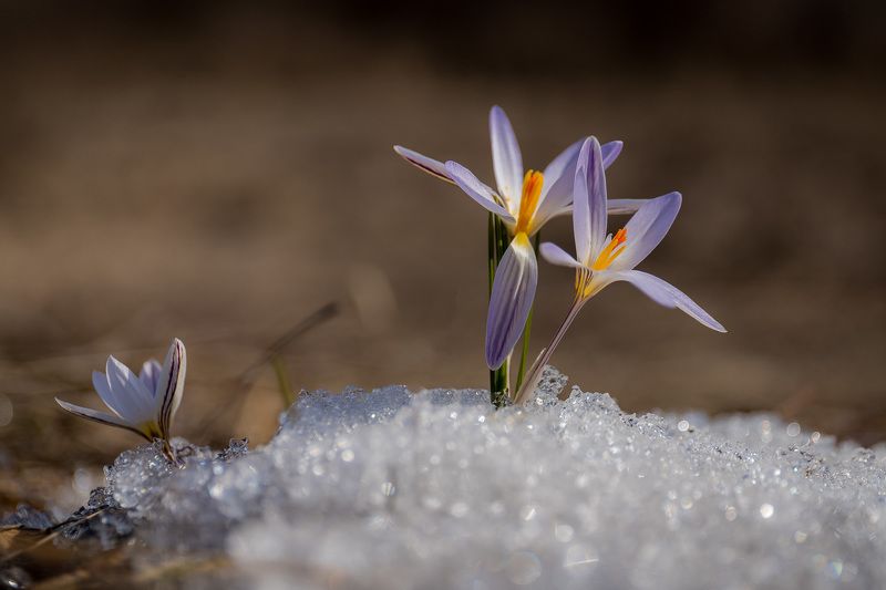 шафран, крокус, первоцветы, цветы, flowers, primulas, crócus reticulátus Шафран сетчатый фото превью