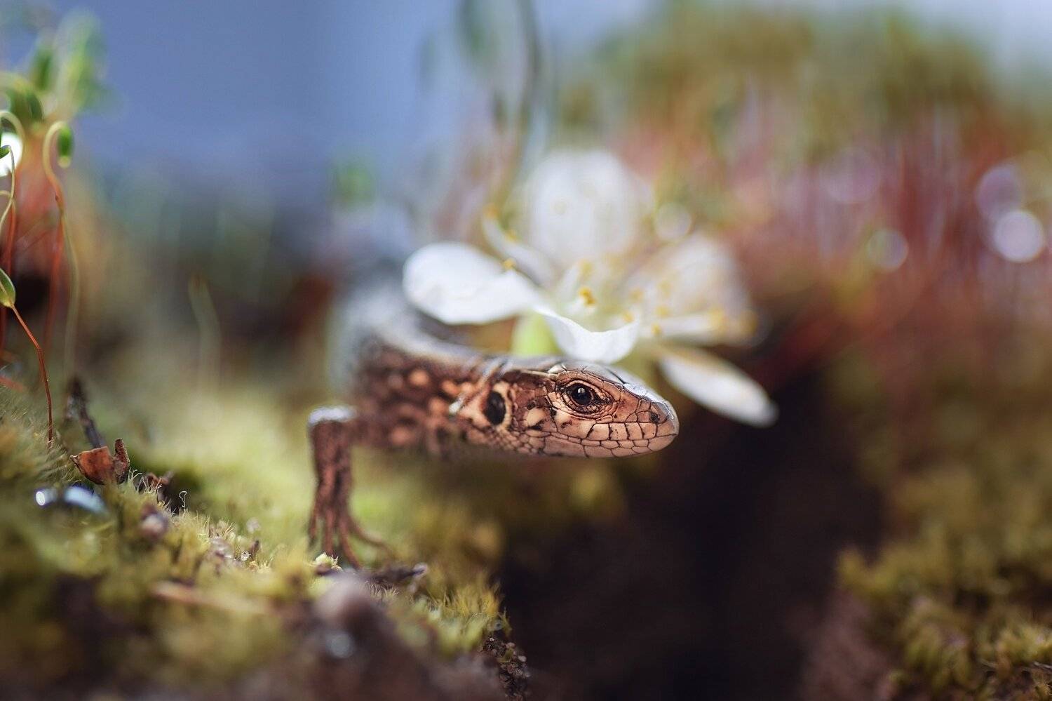 , Лапшина Владлена