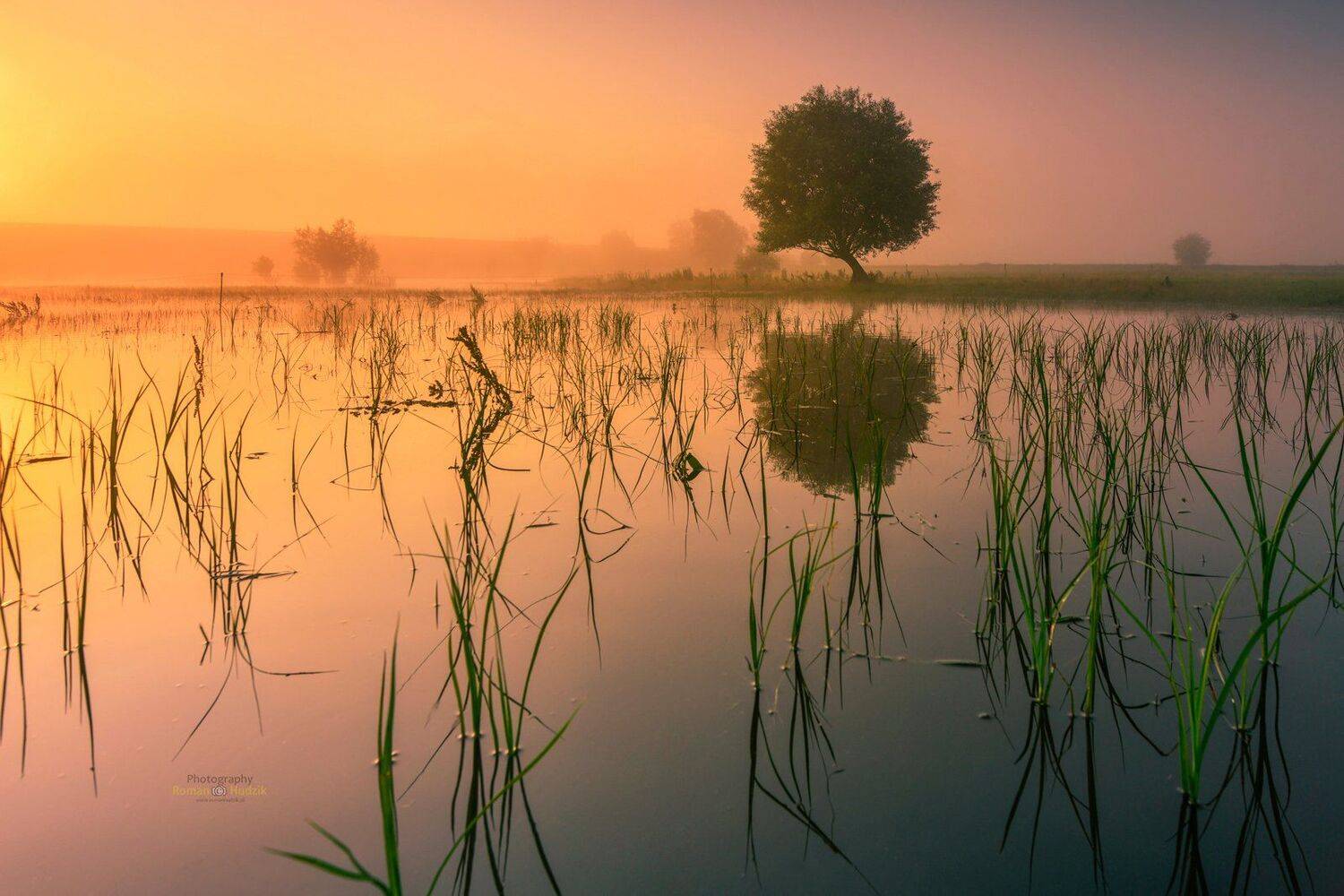 kociewie, poland, landscape, sunrise, water, pond, tree, Roman Hudzik