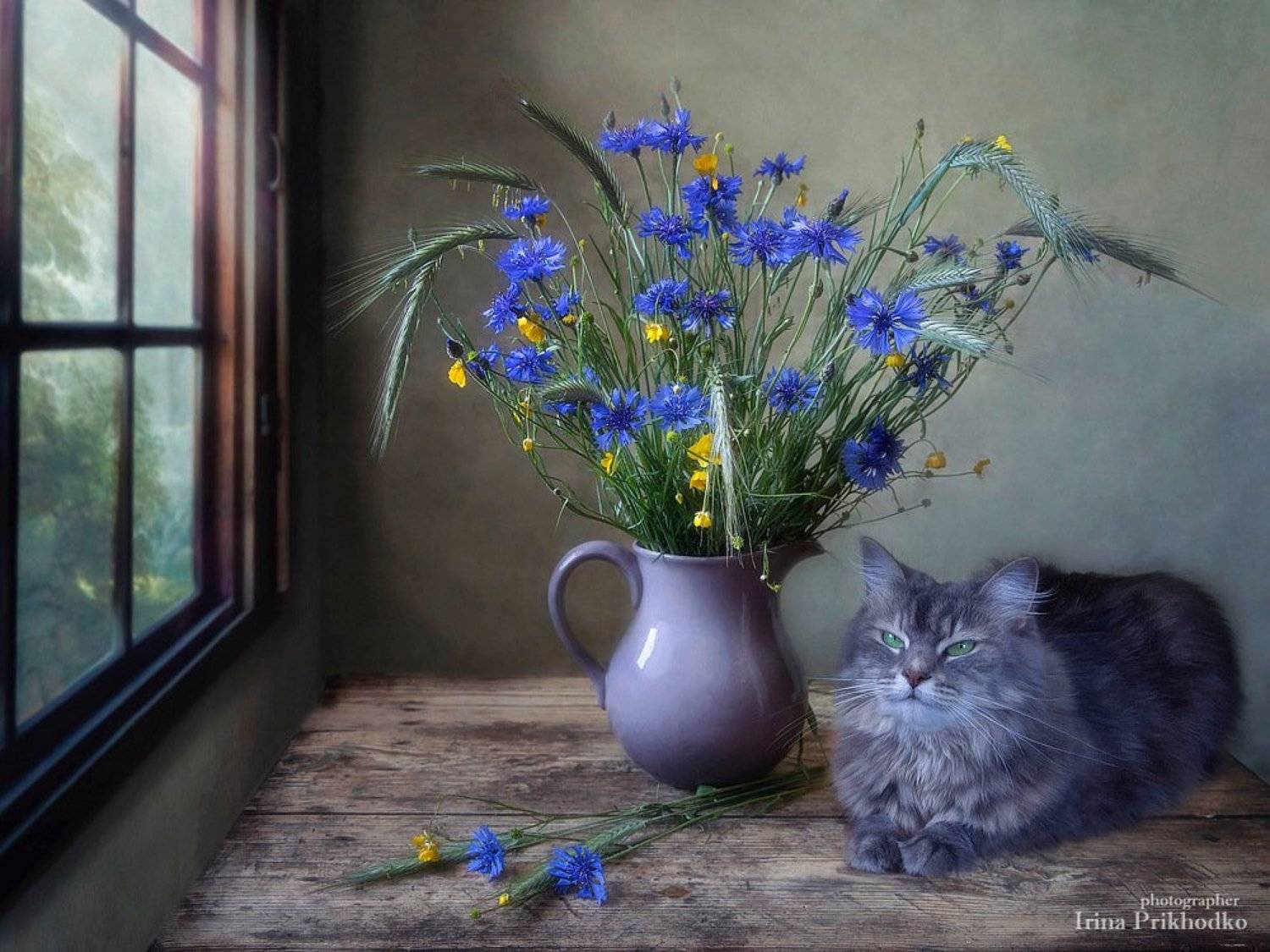 натюрморт, лето, полевые цветы, васильки, питомцы, кошка Масяня, постановочное фото, Ирина Приходько