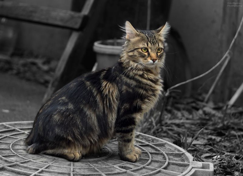 Мася фото превью