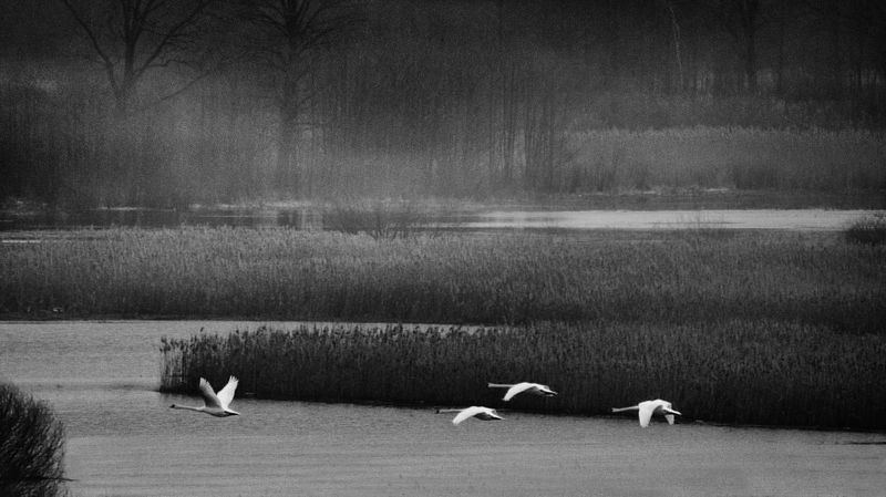 Dusze Podlasia / The oul of Podlasie фото превью