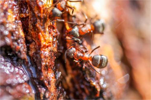 Пить березовый сок