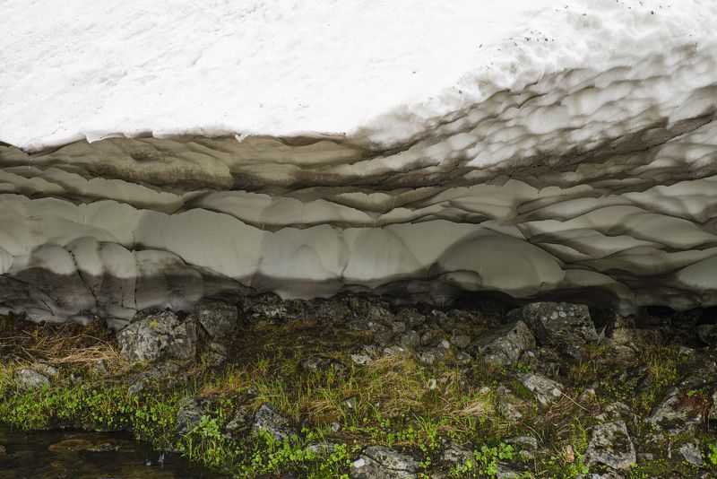 Снежная черепаха фото превью