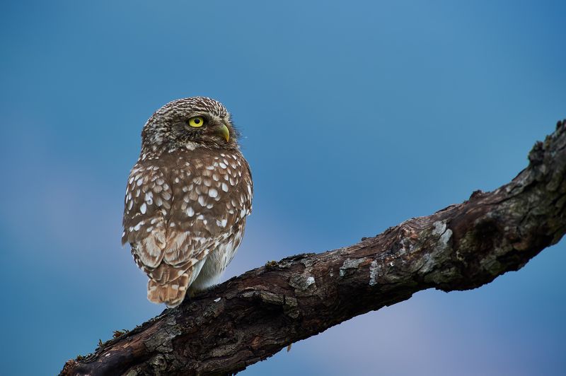 nature, wildlife, birds, owls *** фото превью
