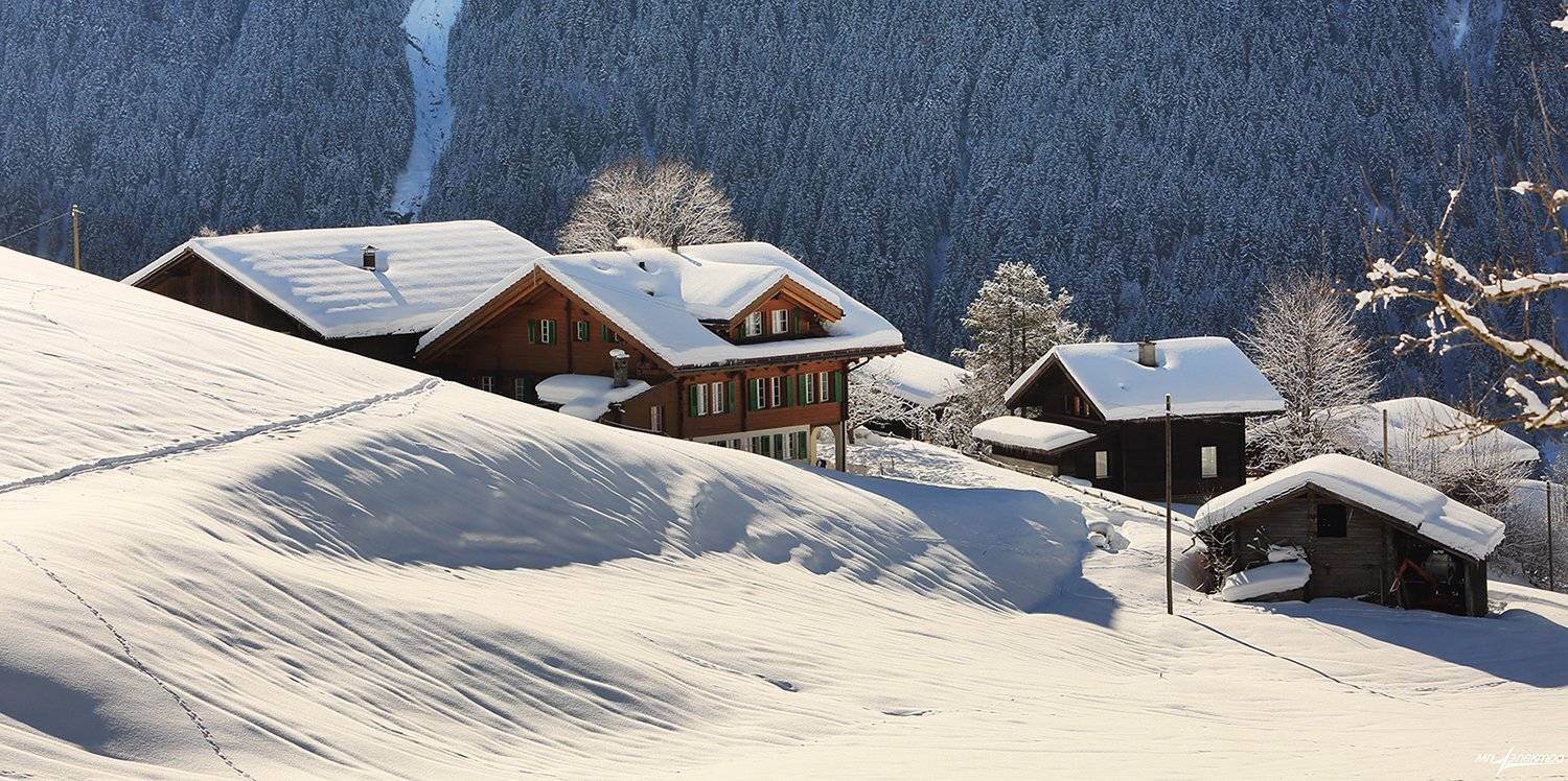 swiss, Матвеев Николай