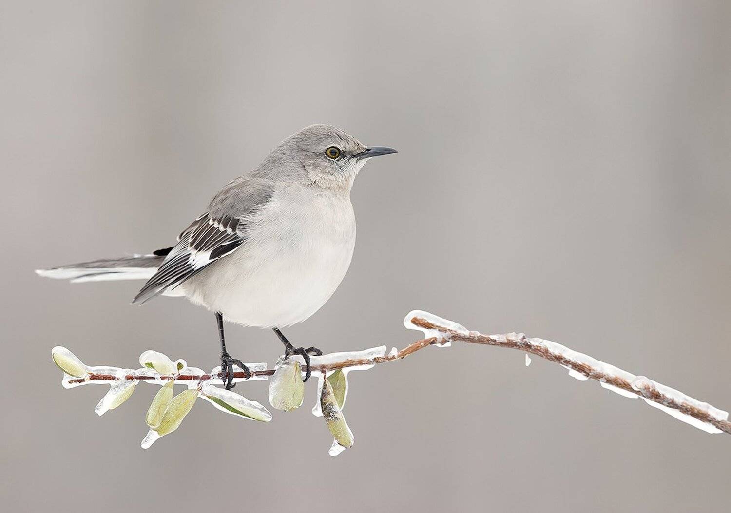 многоголосый пересмешник, northern mockingbird, пересмешник,  зима, Elizabeth Etkind