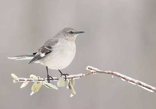 Многоголосый пересмешник - Northern Mockingbird