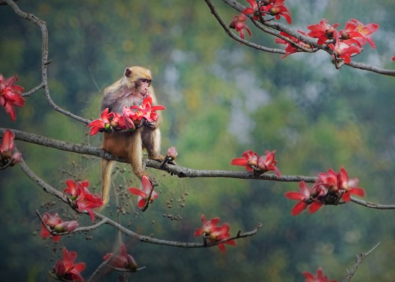 Wildlife, Nature, 2021, Spring Esence of Spring фото превью