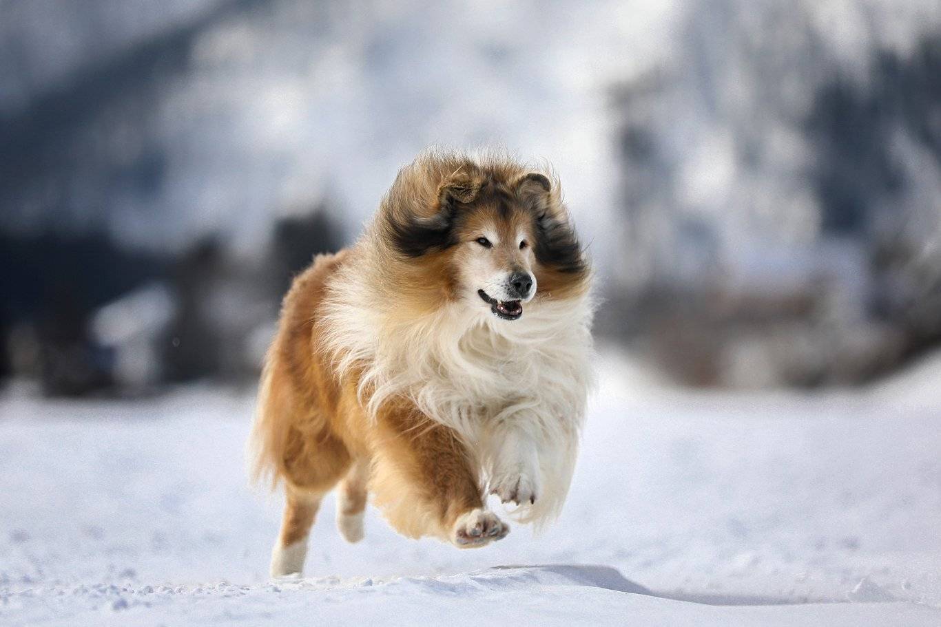 , Андрей Ершов