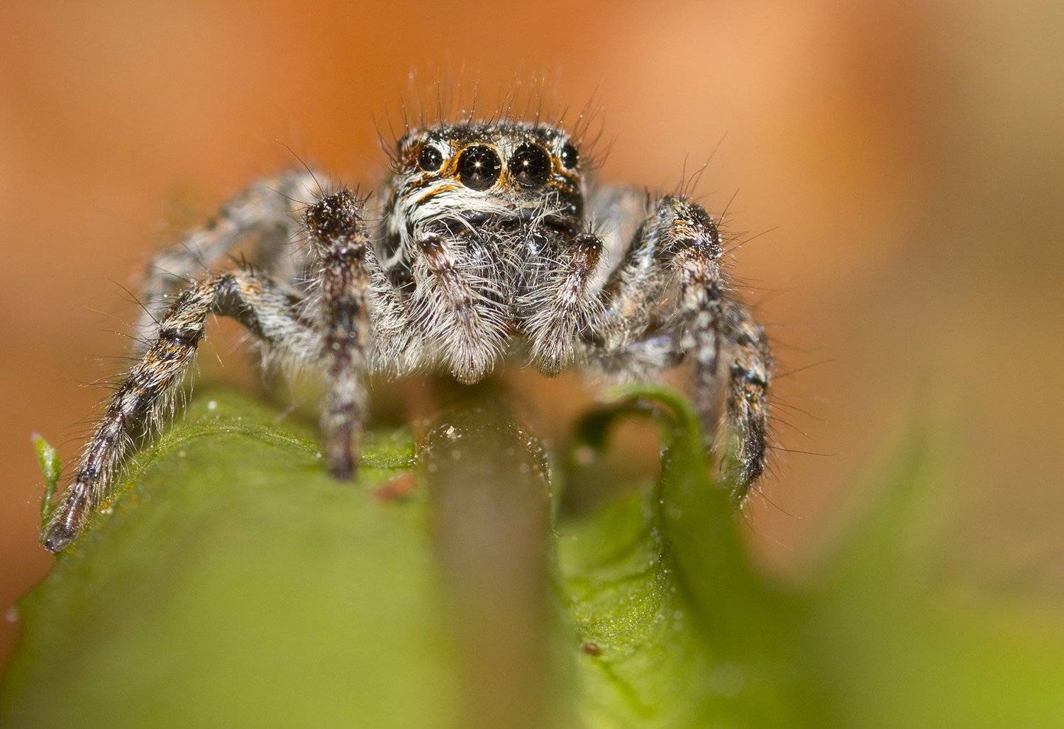 spider  , M.Mestanov