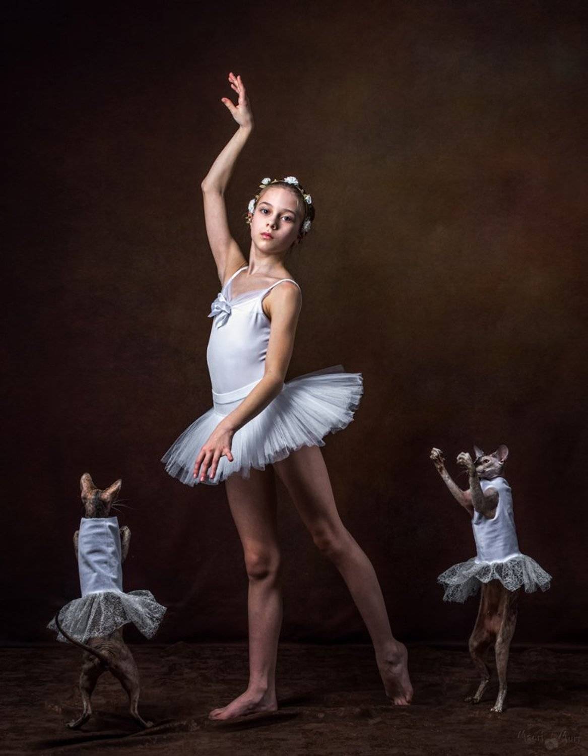 белерина, танец, коты, Мурр Маори