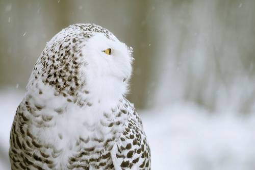 Snowy owl