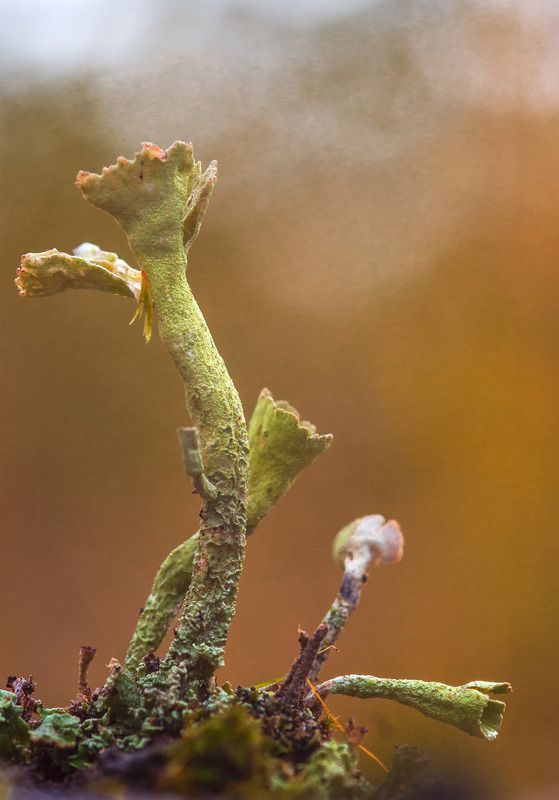 макро, природа, лето, лес, лишайники,, кладония Танцор фото превью