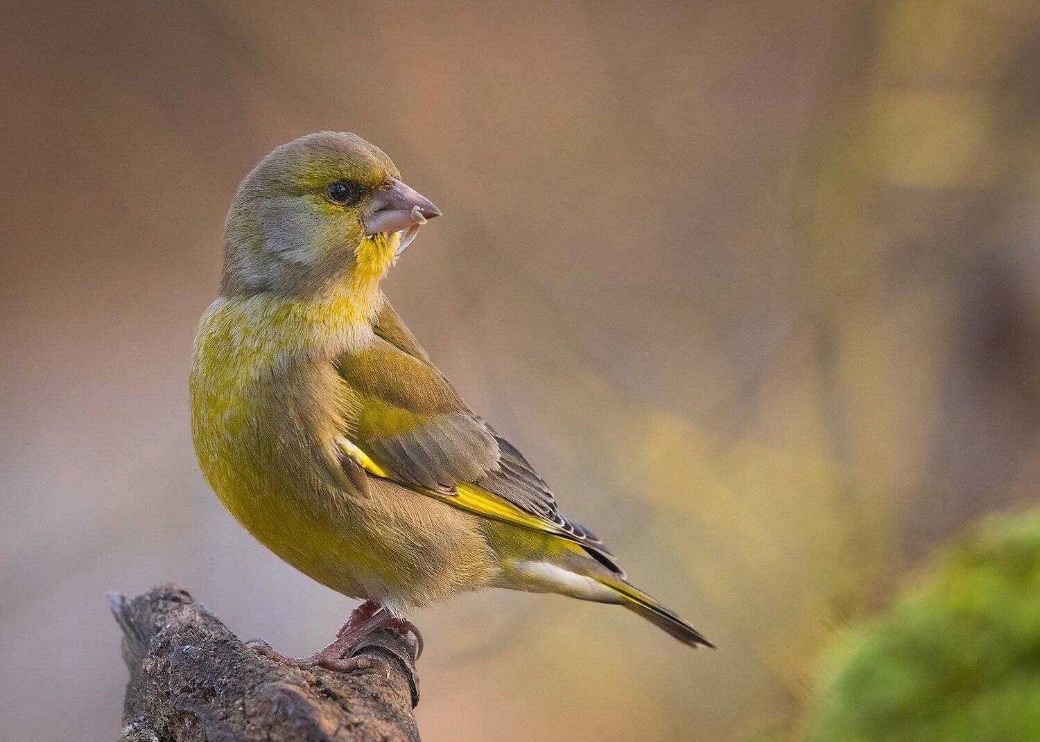 , Robert Adamec