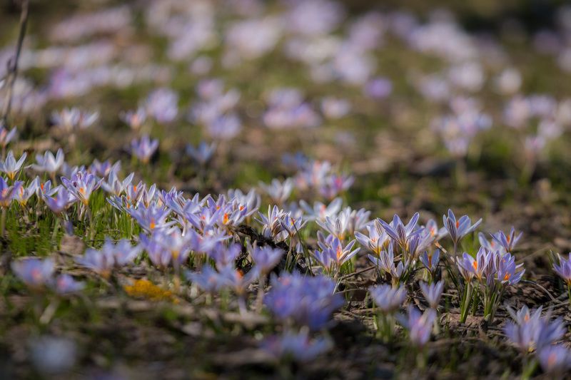 шафран, крокус, первоцветы, цветы, flowers, primulas, crócus reticulátus Шафранная поляна фото превью