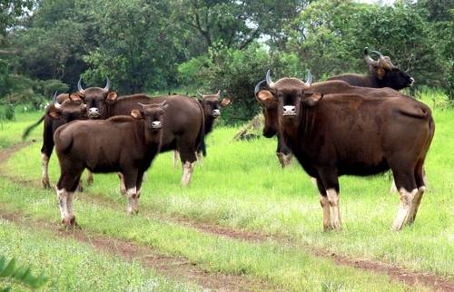 Indian Gaur Family