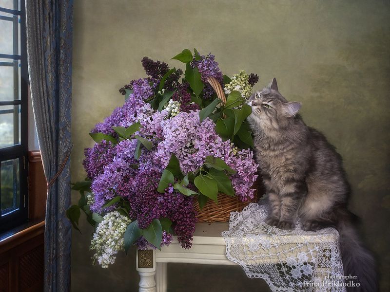 Упоительный аромат сирени фото превью