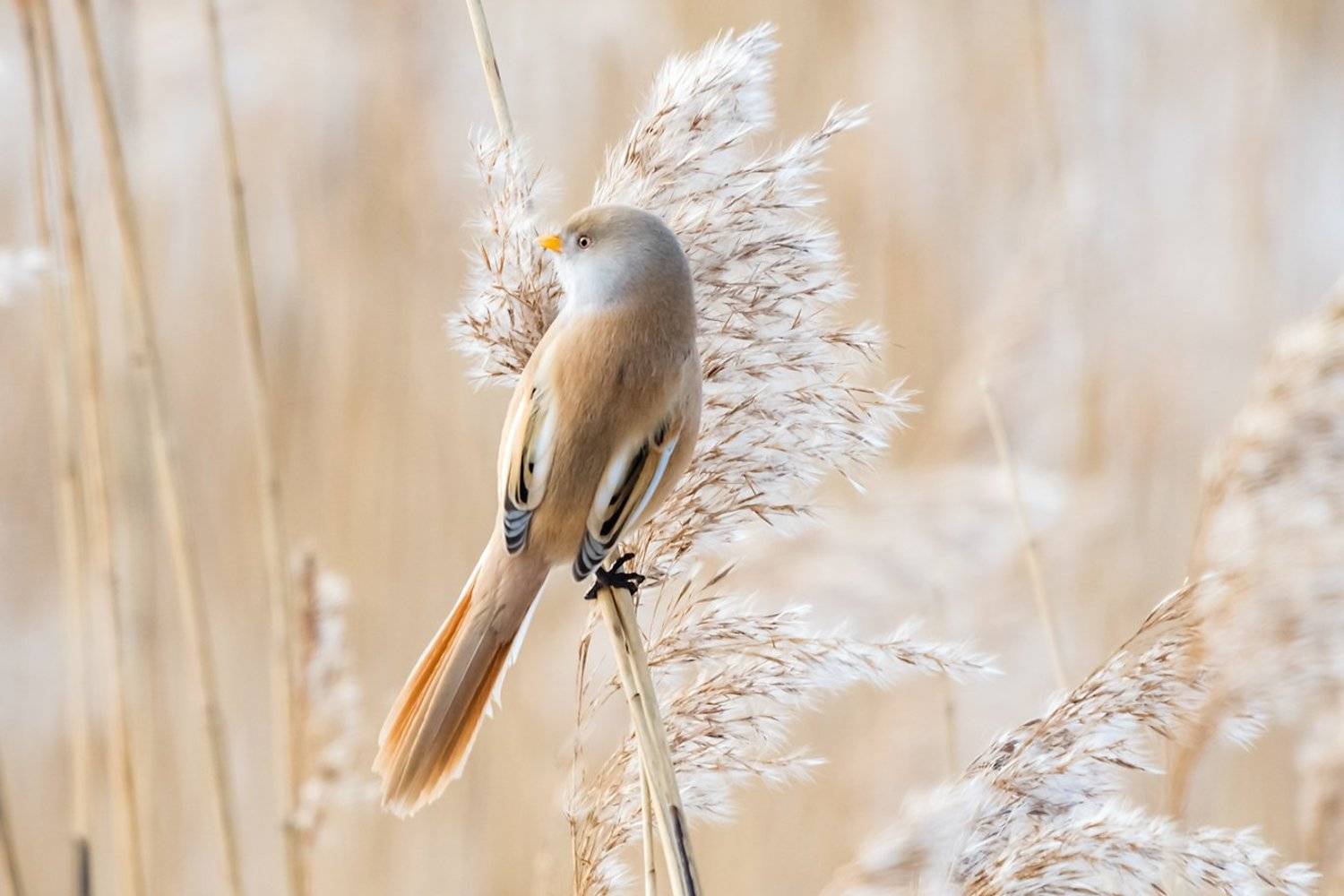, Александр Абросимов