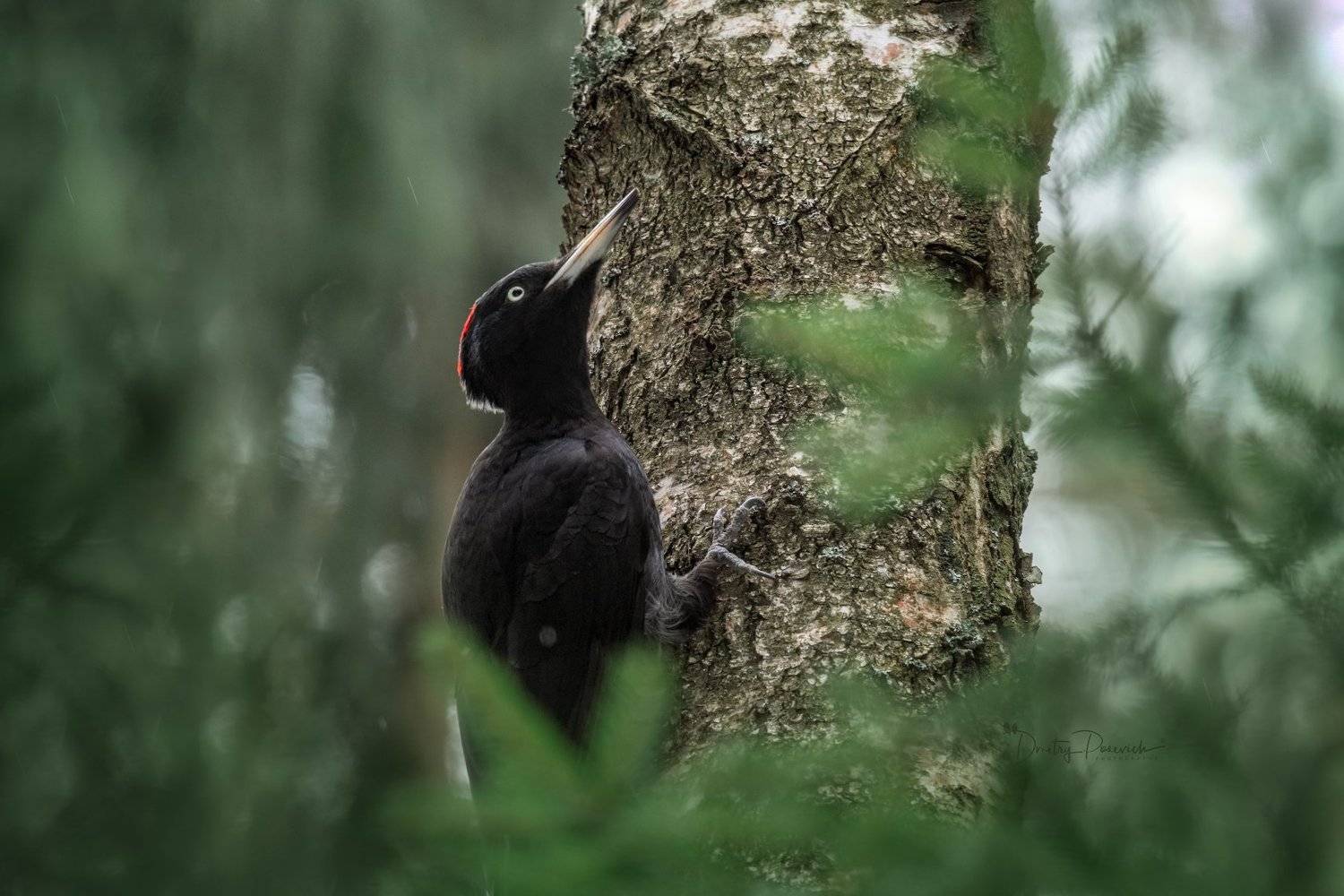 природа, лес, поля, огороды, животные, птицы, макро, Дмитрий Посевич