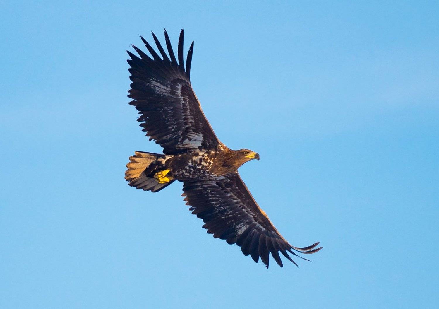 , Константин Фарниев