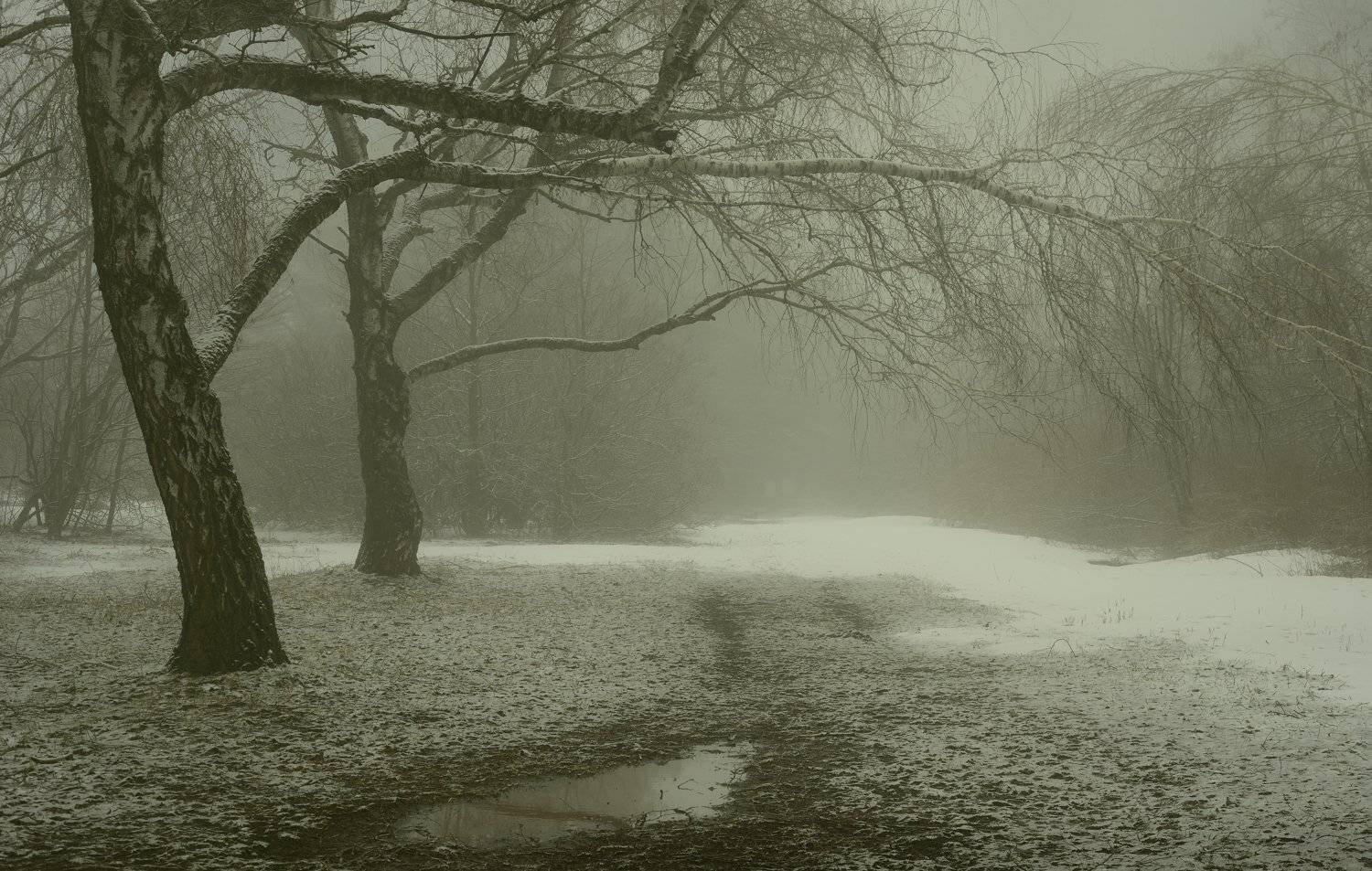 зима туман лес утро, Александр Жарников