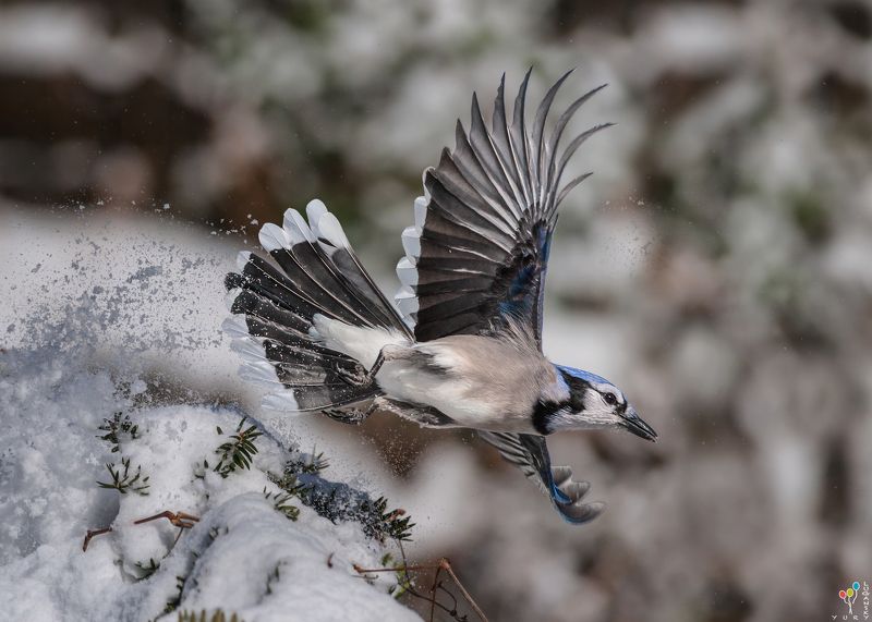 Wingspan фото превью