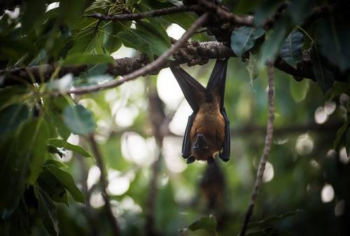 Летучая лисица калонг.
