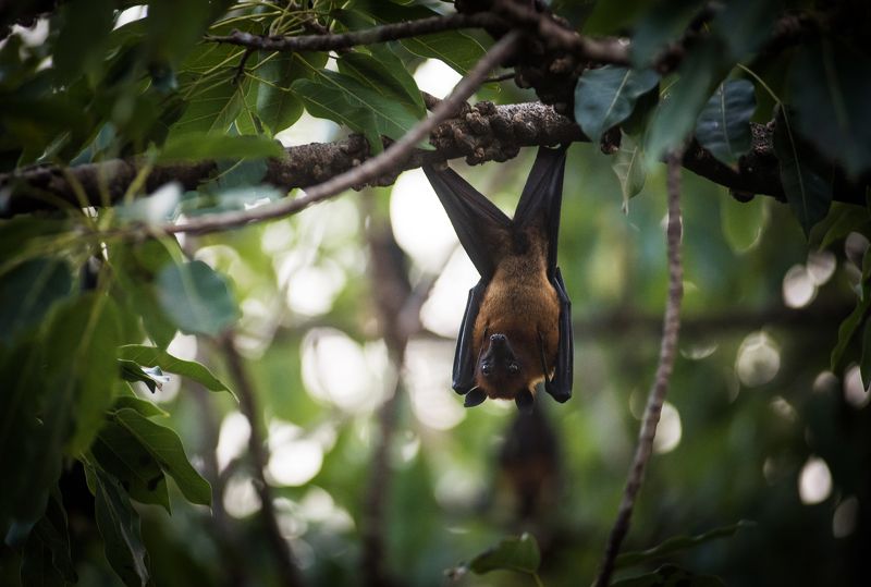 калонг, таиланд, азия, путешествие, лисица, природа, животные, thai, thailand, asia, animal, nature Летучая лисица калонг. фото превью