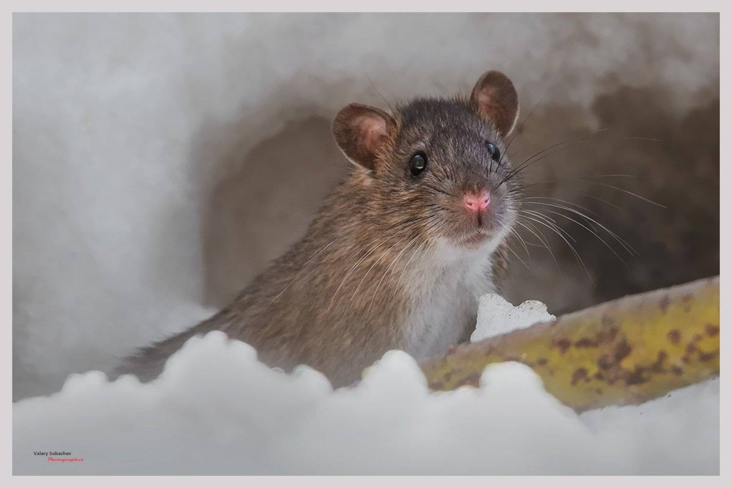 , Валерий Субачев