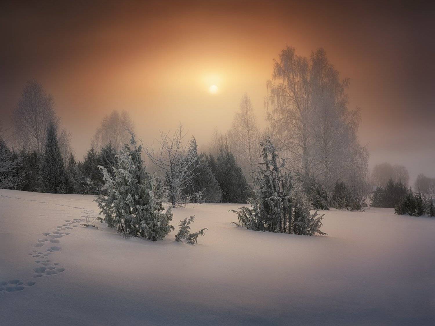 туман, март, изморозь, Дмитрий Медянцев