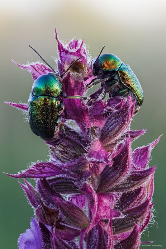 На  шалфее фото превью