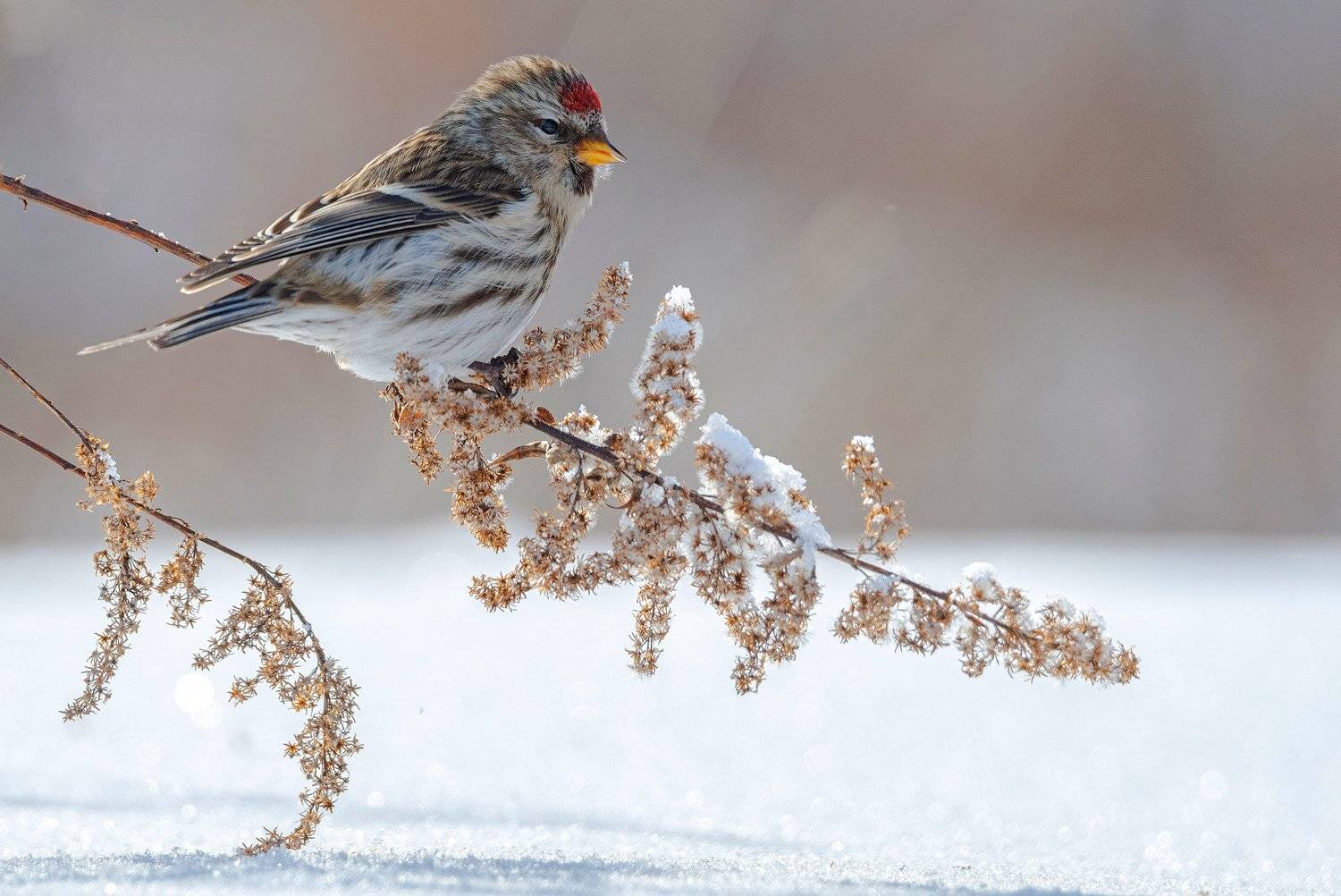 птица чечётка, Руслан Сигушин