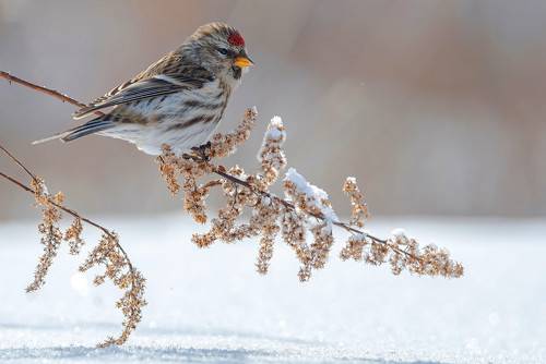 Чечётка и зима