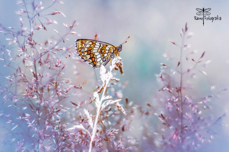 Melitaea athalia - Przeplatka atalia. фото превью