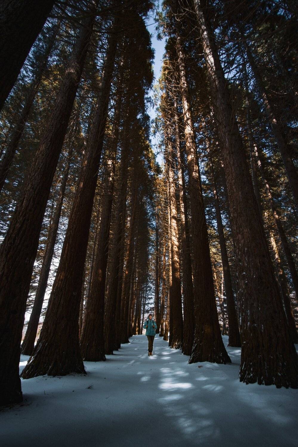 , Андрей Кривцов