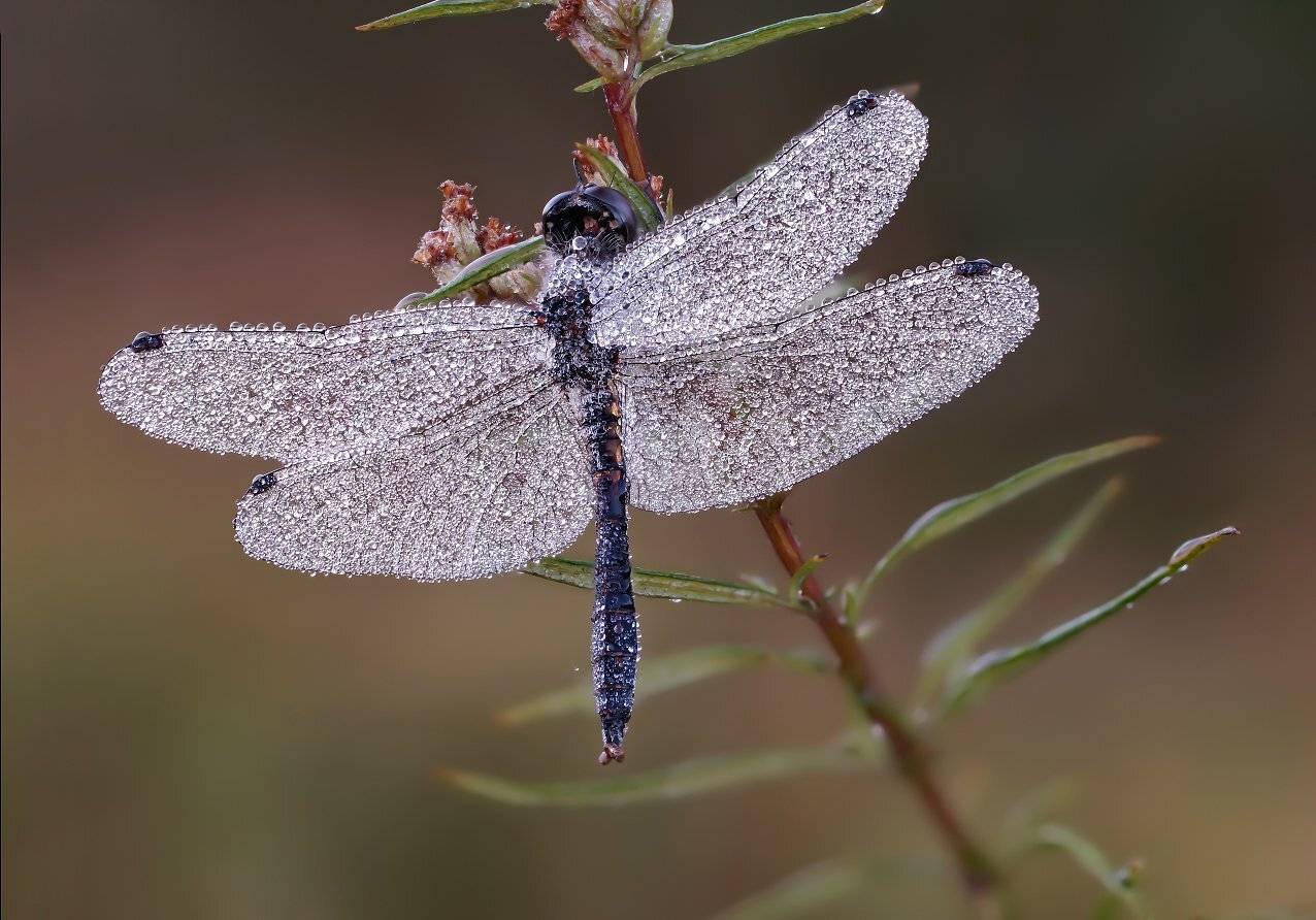 Стрекоза, Чепленко Алексей