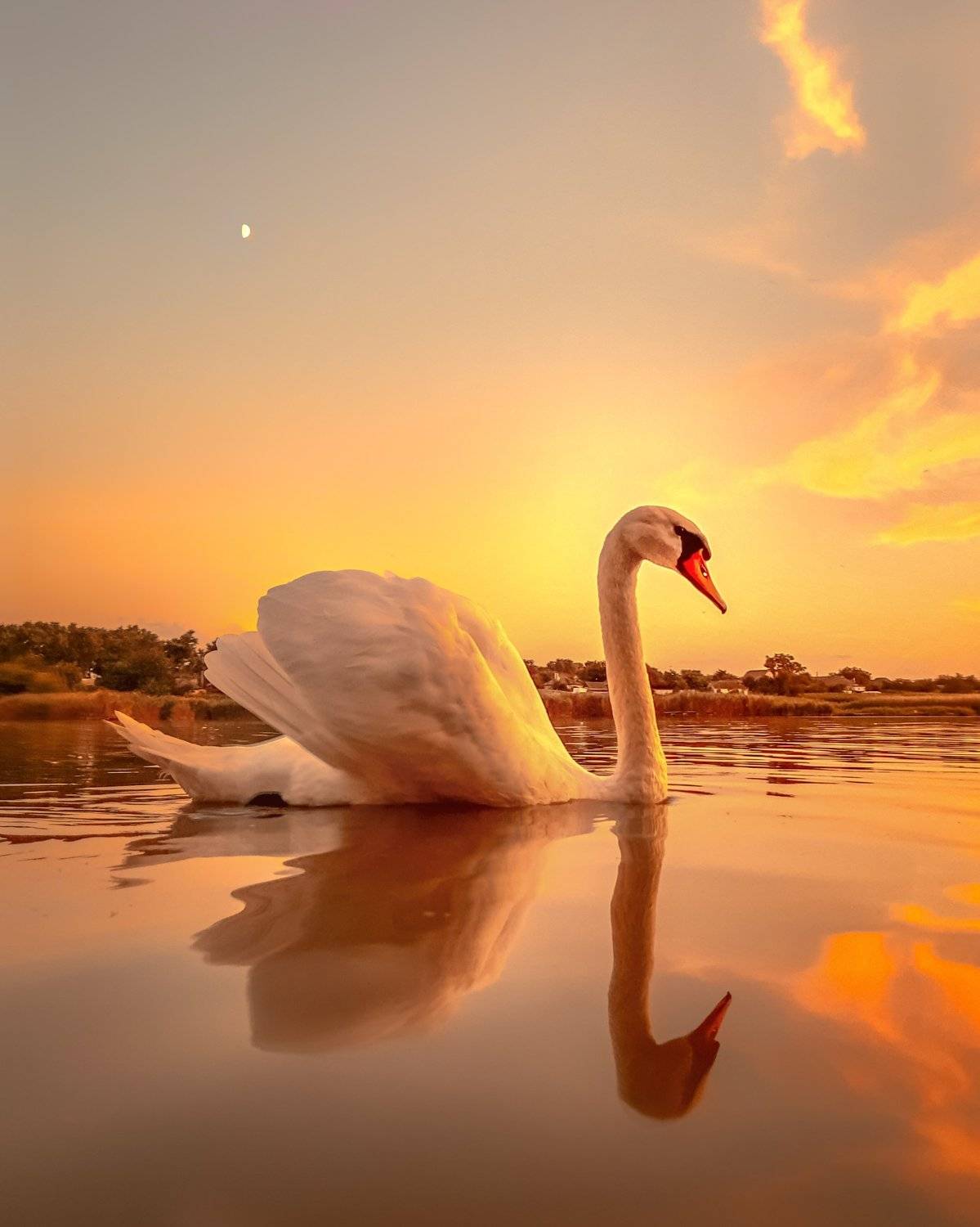 swan, swans, sunset, birds, princess, mobilephoto, лебедь, лебеди, закат, птицы, мобильнаяфотография, motorola, Сергей Колос