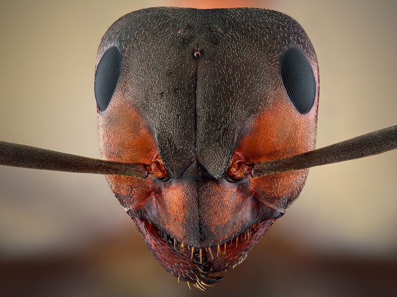 irass, waledzik, nat geo, olympus, close up, macro, extreme macro, макро Ant z. фото превью