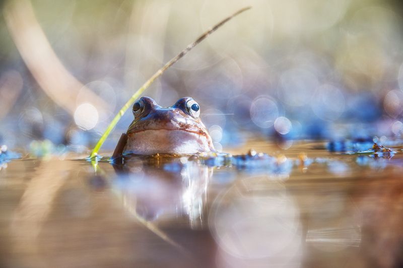 Frog фото превью